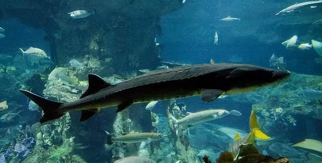 中华鲟的发展过程,以及人工养殖需注意的要点