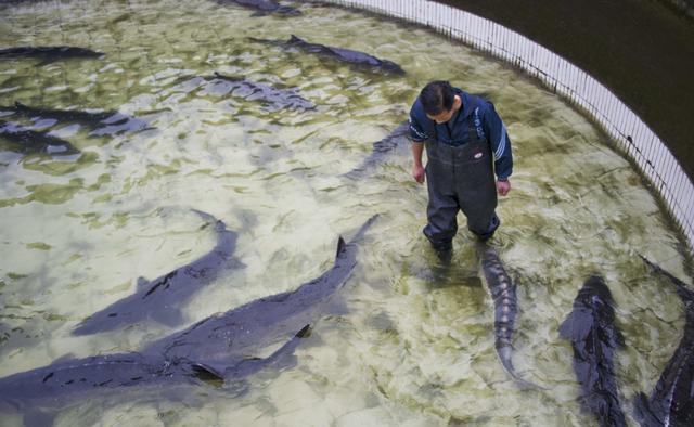 中华鲟的发展过程,以及人工养殖需注意的要点