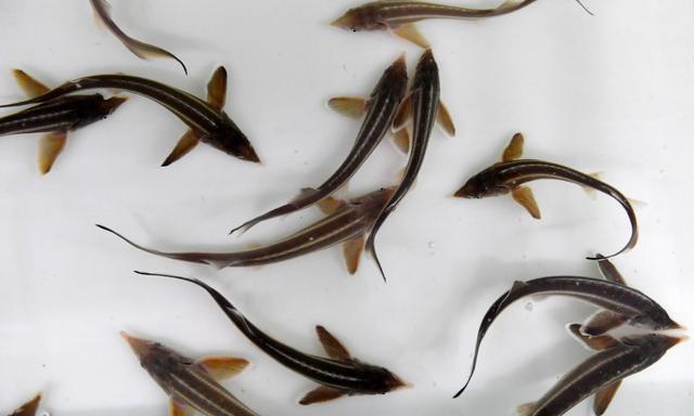 中华鲟的发展过程,以及人工养殖需注意的要点