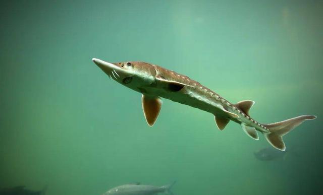 中华鲟的发展过程,以及人工养殖需注意的要点