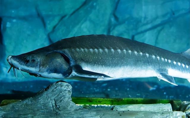 中华鲟的发展过程,以及人工养殖需注意的要点