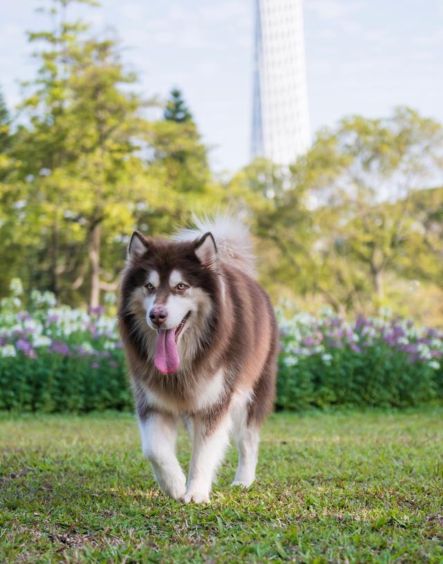 阿拉斯加犬能长到多少斤?探讨其体型与成长过程!