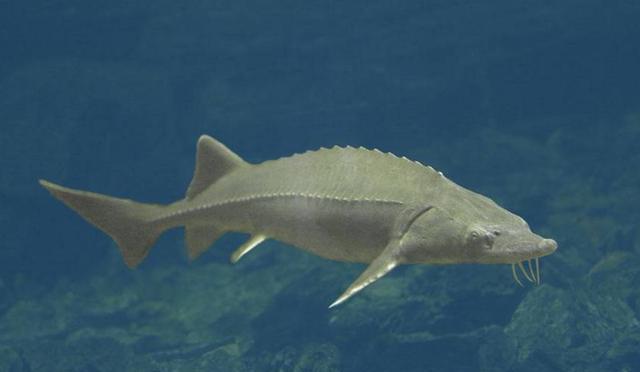 中华鲟的发展过程,以及人工养殖需注意的要点