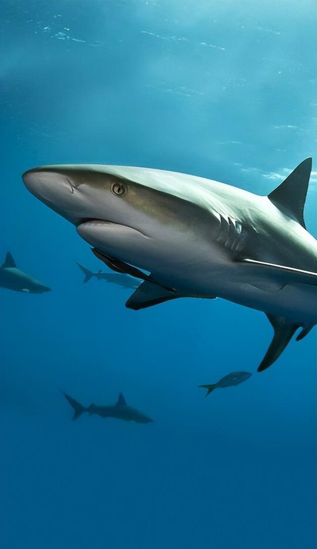 长相奇特大约300颗牙齿,长年生活在大海之中,褶边鲨有什么特别