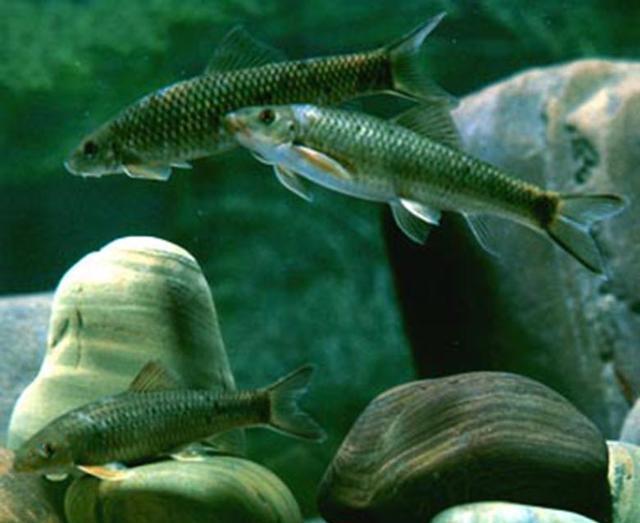 非洲肺鱼:掌握了"离水不死"的秘密,却输给了非洲人的一把锄头