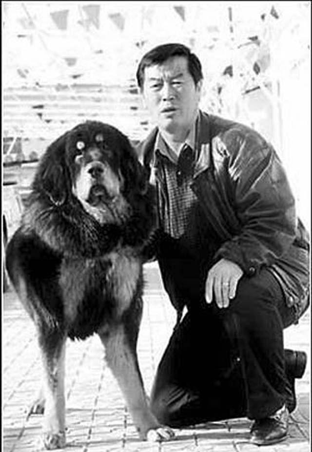 马俊仁退出体坛念狗经,将藏獒包装成4000万身价:我这是为国争光