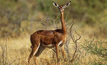 非洲"麒麟",可单以后肢站立肩高超过1米,长颈羚群有多大?