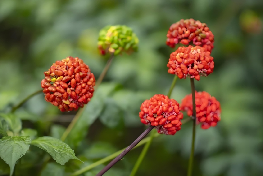 三七花的样子图片