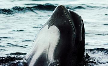 长肢领航鲸身体线条优美它是深海中的顶级捕食者之一?