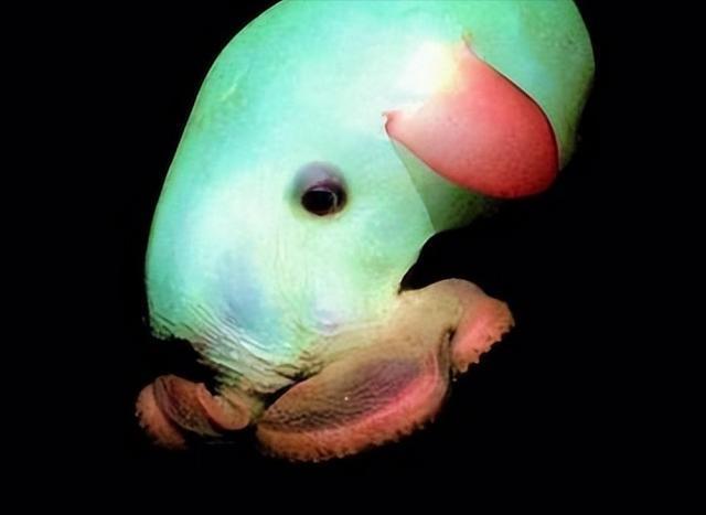 管眼鱼 baijiahao.baidu.com