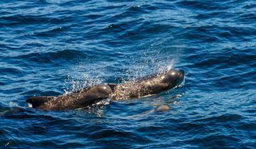 长肢领航鲸身体线条优美它是深海中的顶级捕食者之一?