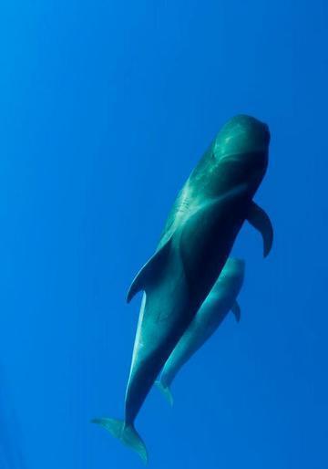 长肢领航鲸身体线条优美它是深海中的顶级捕食者之一?