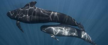 长肢领航鲸身体线条优美它是深海中的顶级捕食者之一?