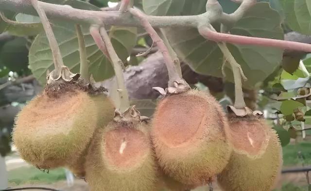 猕猴桃软腐病发生的时间及防治措施