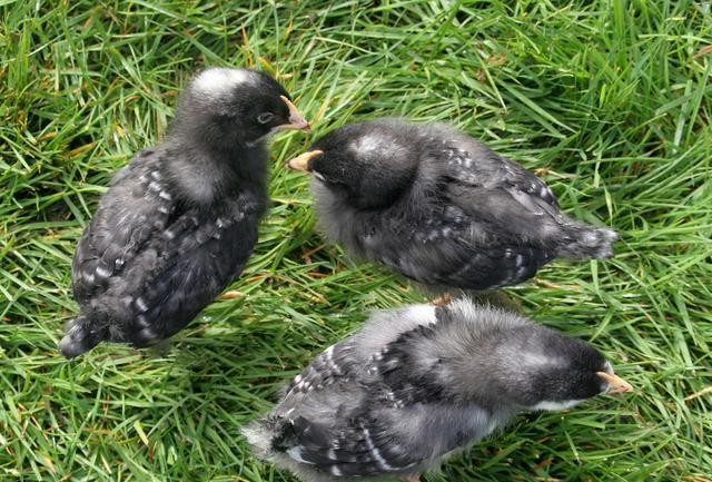 八哥幼鸟喂养教程,掌握喂养技巧让小八哥健康成长!