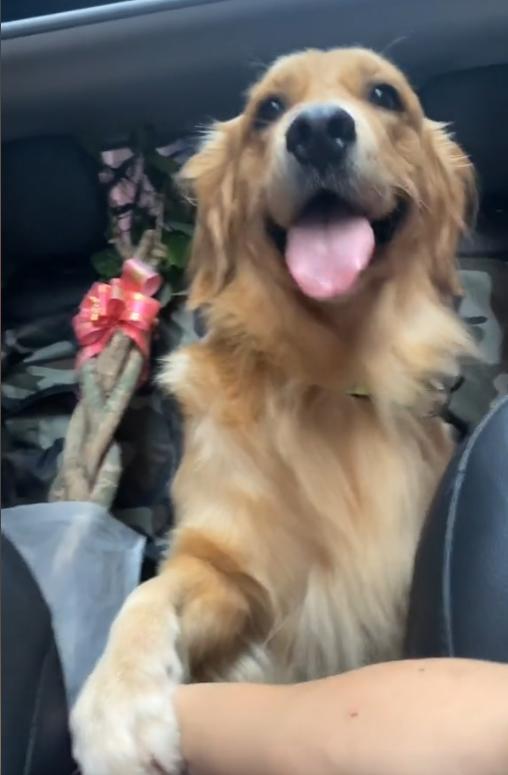 网红金毛coco肾衰竭去世,因洗澡睡晕走红,曾偷吃火龙果火出国外