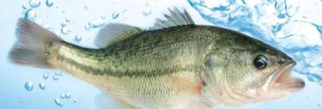 鲈鱼是淡水鱼还是海水鱼?区分方法解析