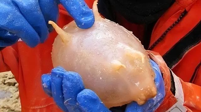 长得圆滚滚是海参的近亲,栖息于深海海床上,海猪有什么特别?