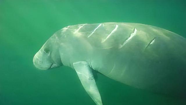 鲸鱼喂奶,宝宝吃一天能胖100斤,为什么却没人吃鲸鱼奶?