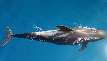 长肢领航鲸身体线条优美它是深海中的顶级捕食者之一?