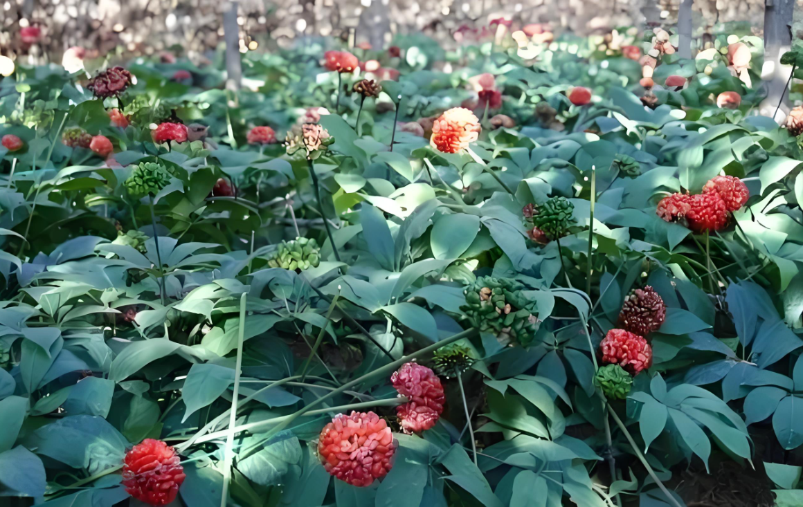 三七花的样子图片