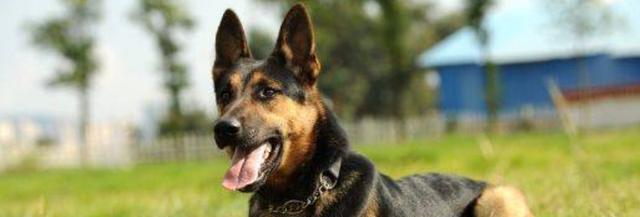 昆明犬与德牧的区别对比,哪种犬类更适合你?