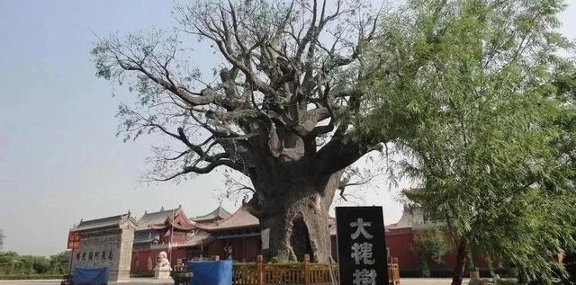河北国槐树苗价格表大全最新