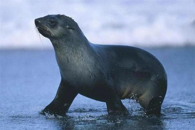 区分海狗和海豹,作为水生哺乳动物,两者之间有什么区别呢?