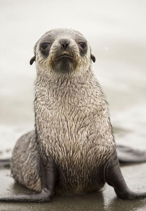 区分海狗和海豹,作为水生哺乳动物,两者之间有什么区别呢?