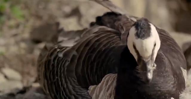 出生1天就从约121米悬崖跳下,半数活活摔死,这鸟为何引子跳崖?