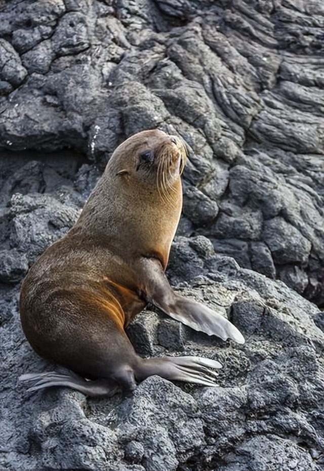 区分海狗和海豹,作为水生哺乳动物,两者之间有什么区别呢?
