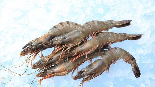 花虾与斑节虾的区别解析及斑节虾的养殖方法