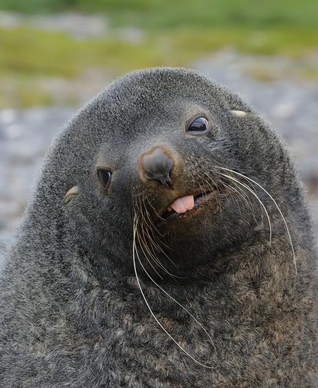 区分海狗和海豹,作为水生哺乳动物,两者之间有什么区别呢?