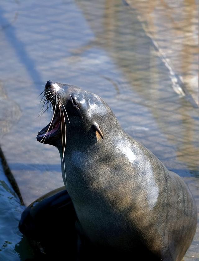 区分海狗和海豹,作为水生哺乳动物,两者之间有什么区别呢?