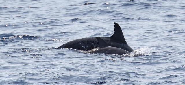 瑞氏海豚,通常也称为里氏海豚或灰海豚,生活在大部分海域