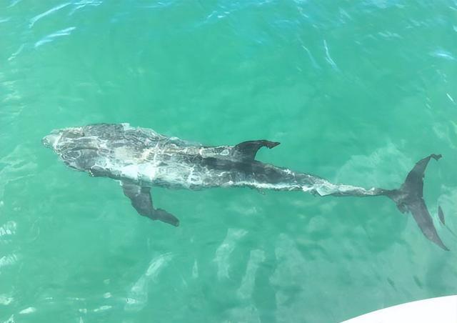 瑞氏海豚,通常也称为里氏海豚或灰海豚,生活在大部分海域