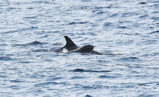 瑞氏海豚,通常也称为里氏海豚或灰海豚,生活在大部分海域