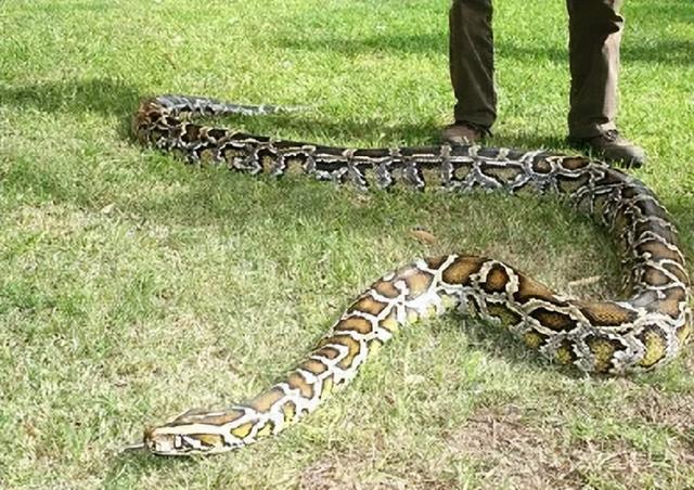 缅甸蟒能长8米长?作为热带蛇的缅甸蟒,真能在寒冷北方生存吗?
