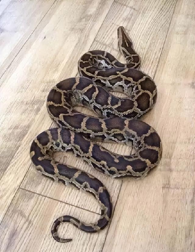 缅甸蟒能长8米长?作为热带蛇的缅甸蟒,真能在寒冷北方生存吗?