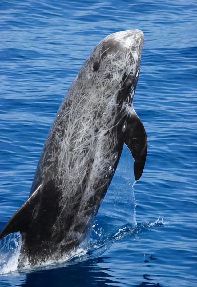 瑞氏海豚,通常也称为里氏海豚或灰海豚,生活在大部分海域