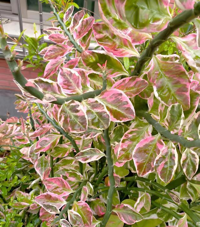 红雀珊瑚的养护方法及关键注意事项