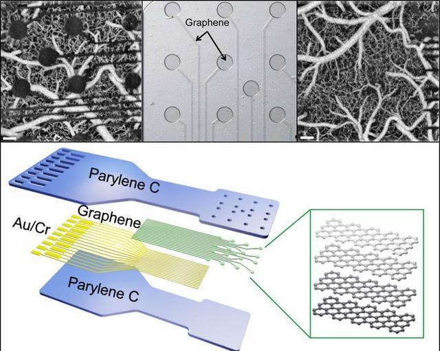 石墨烯氧化物dna传感器,对汞离子检测时,如何提高检测灵敏度?