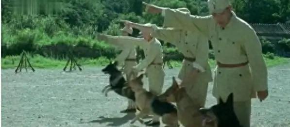 为拍电影炸死功勋军犬!导演姚守岗遭网友抵制,曾获金鸡奖提名