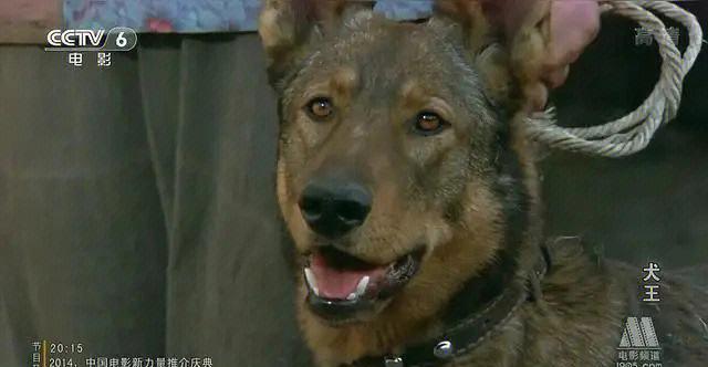 为拍电影炸死功勋军犬!导演姚守岗遭网友抵制,曾获金鸡奖提名