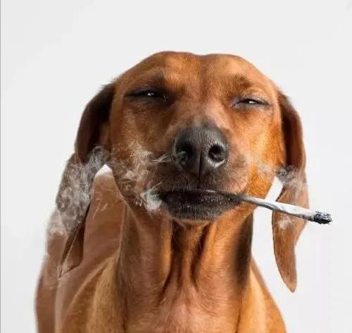 为证明"吸烟无害",英国烟草公司用狗做实验,三年每天吸100支