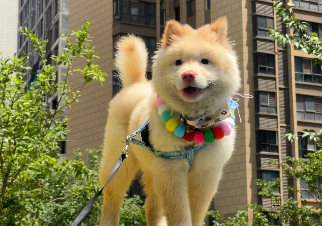 松狮犬~萨摩耶,该选哪一个?