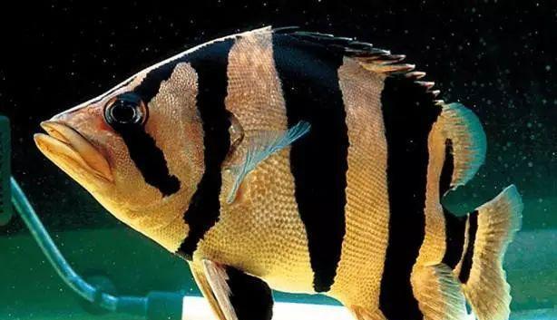 泰国虎鱼养殖技巧与食物