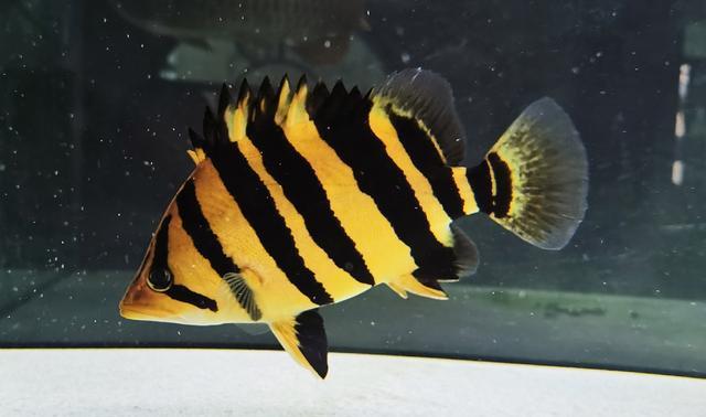 泰国虎鱼养殖技巧与食物