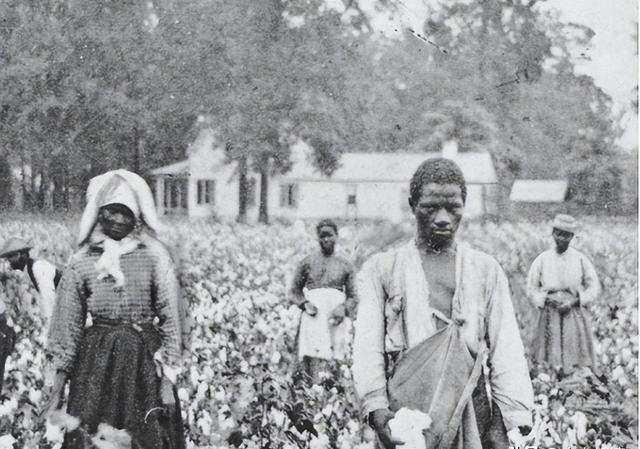 种植园里的黑奴都没牲口活得好:出于母爱,黑奴会亲手杀死孩子