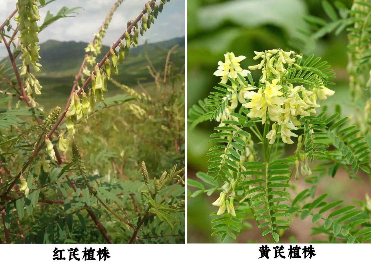 黄芪是什么?和红芪有什么区别?野生和种植的又有什么区别?